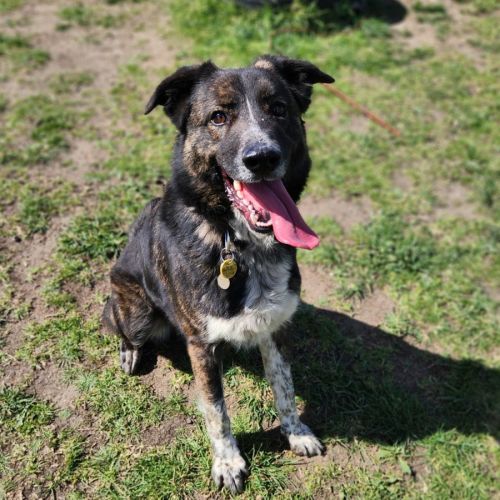 No photo for Boaz (66968)