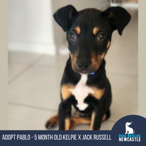 Pablo - 5 Month Old Kelpie X Jack Russell