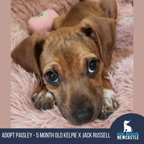 Paisley - 5 Month Old Kelpie X Jack Russell