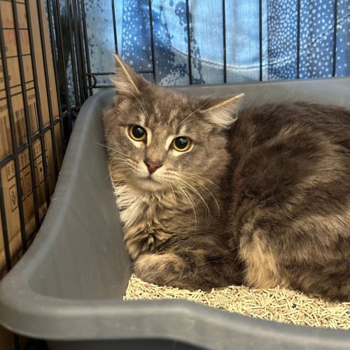 No photo for 🐭 Stevie 🐭