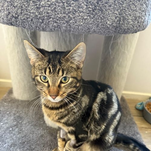 George -Meet me at Petstock Keysborough