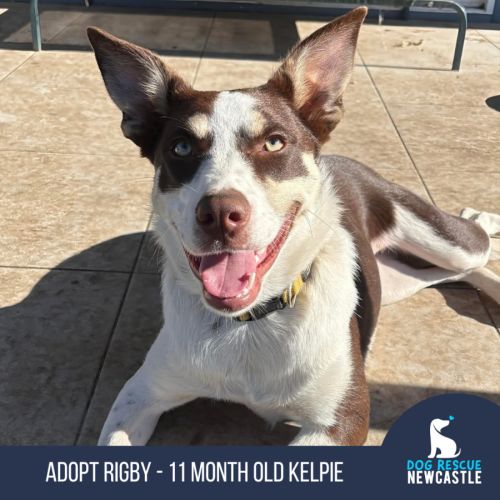 Rigby - 11 Month Old Kelpie