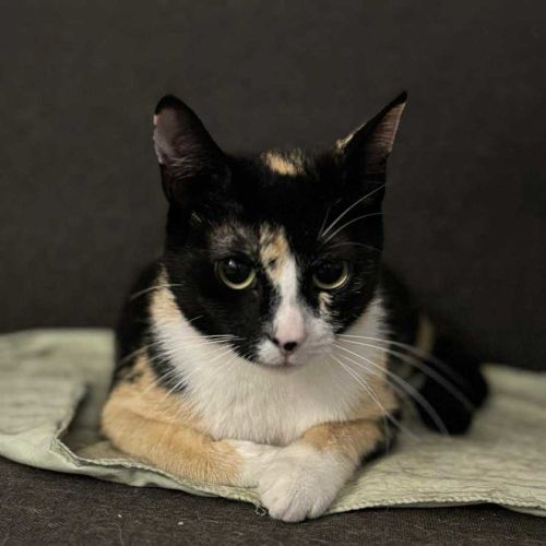 No photo for Valentina