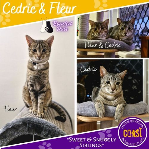 No photo for Cedric / Fleur