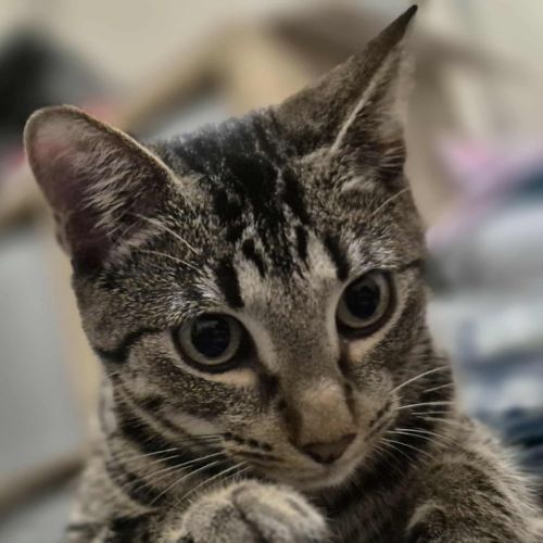 No photo for Link (K60)