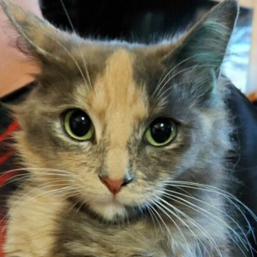 Petunia