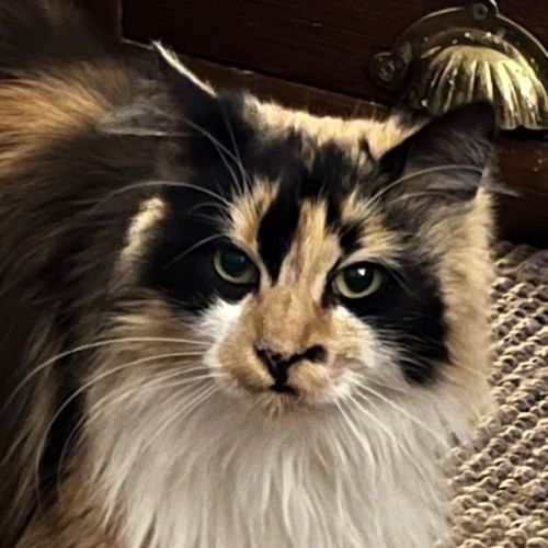 No photo for Blossom (Assisted Rehome) 