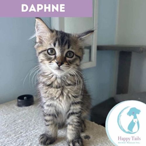 Daphne