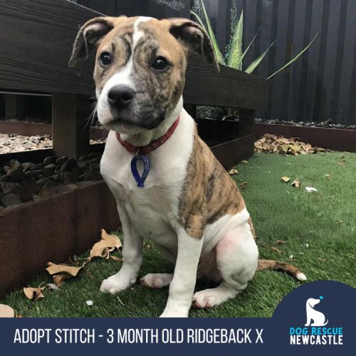 Stitch - 3 Month Old Ridgeback X