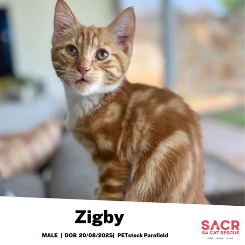 Zigby