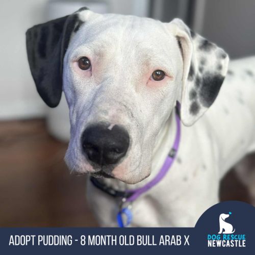 Pudding - 8 Month Old Bull Arab X