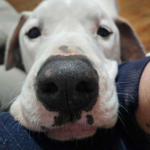 Baxter - 5 Year Old Bullmastiff