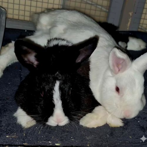 No photo for Day And Gracie   Netherland Dwarf Mix Bunnies