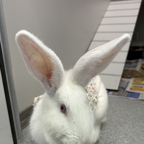 No photo for Raven Claw