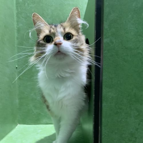 Rosie