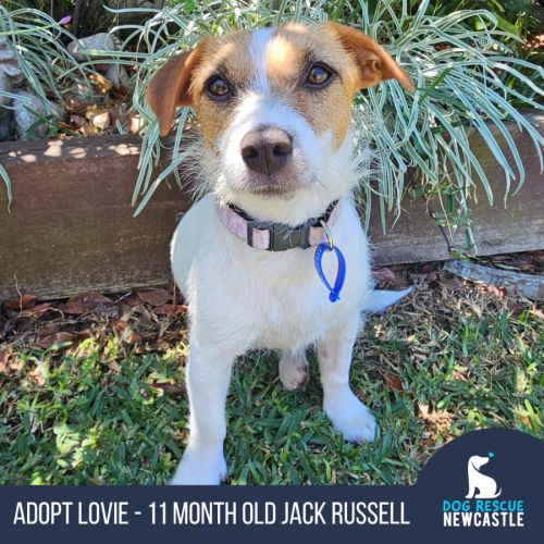 Lovie -11 Month Old Jack Russell Terrier