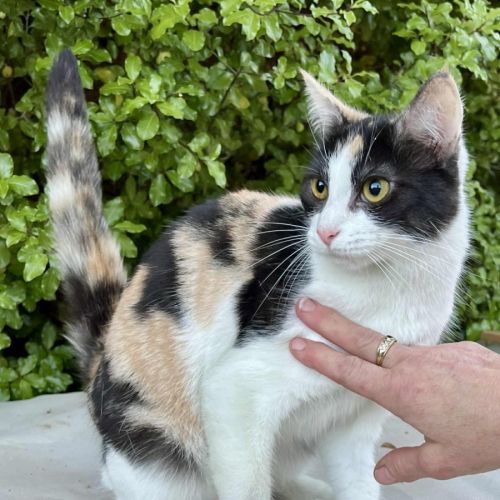 Halle- Berry- * 9 Lives Project Rescue*