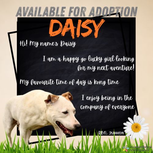 No photo for Daisy