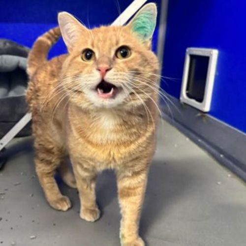 No photo for Pumpkin
