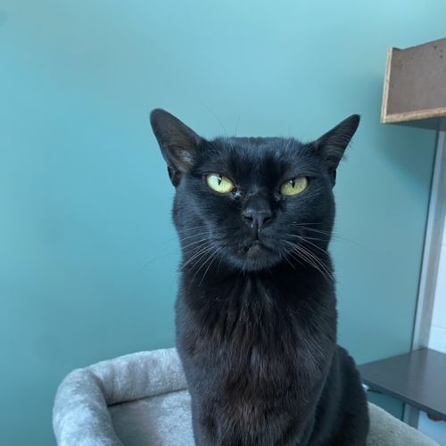 Sooty