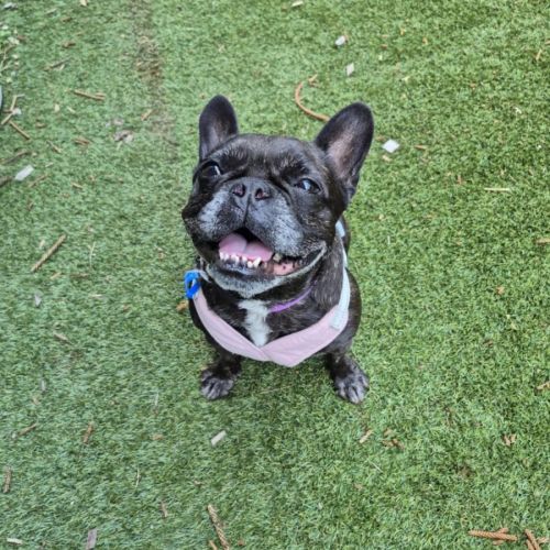 Cookie - 6 Year Old French Bulldog
