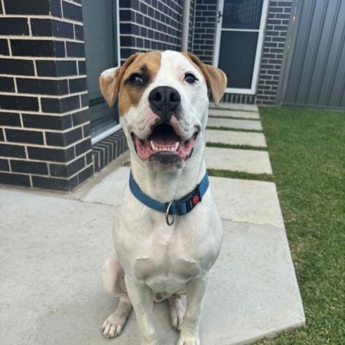 Marty - 7 Month Old American Bulldog X
