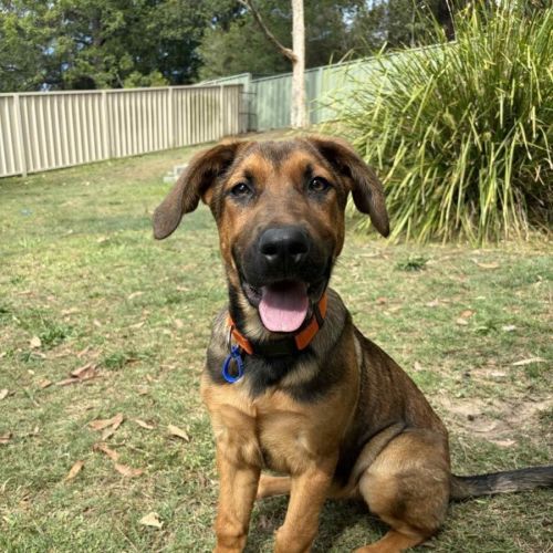 Emerald - 5 Month Old German Shepherd X