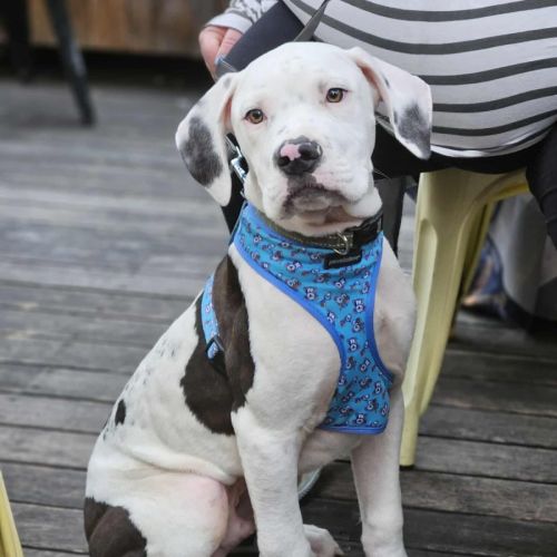 No photo for Mohammad