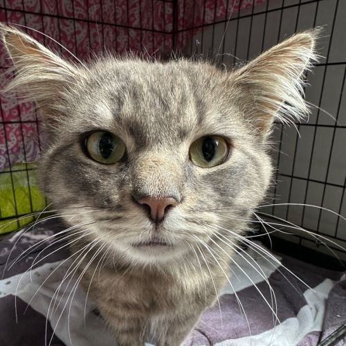 No photo for Lin Fox 