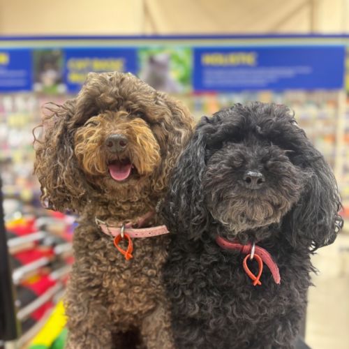 Hershey & Sugar 💗