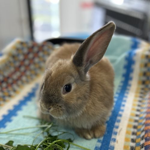 Peri Peri (bonded To Tomato)