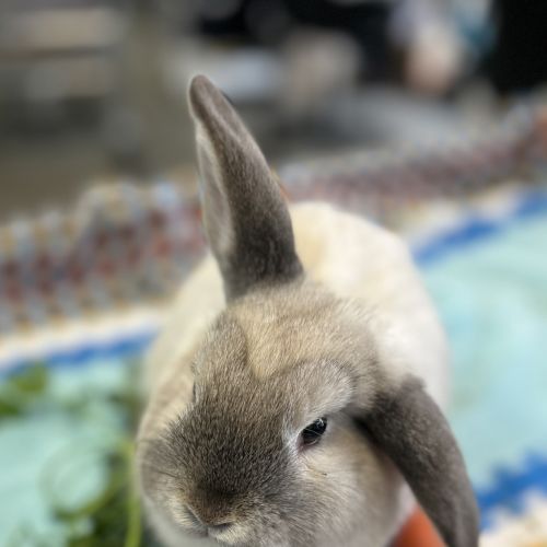 Tomato (bonded To Peri Peri)