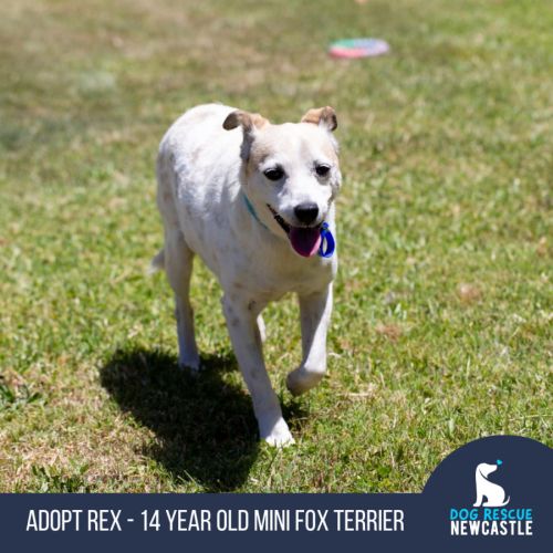 Rex - 14 Year Old Mini Foxie