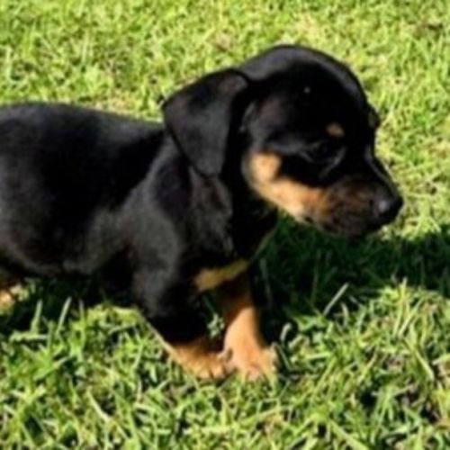 Mabel, Pug x Dachshund x French Bulldog puppy