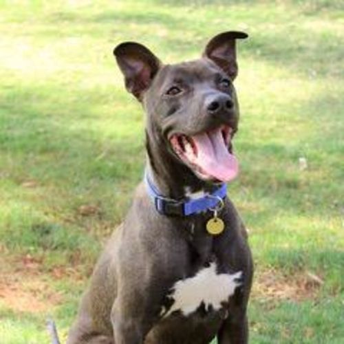 Rowdy (Archer/Rockie/Alan/Winchester)