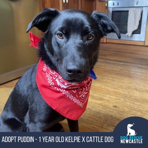 Puddin - 1 Year Old Kelpie X Cattle Dog