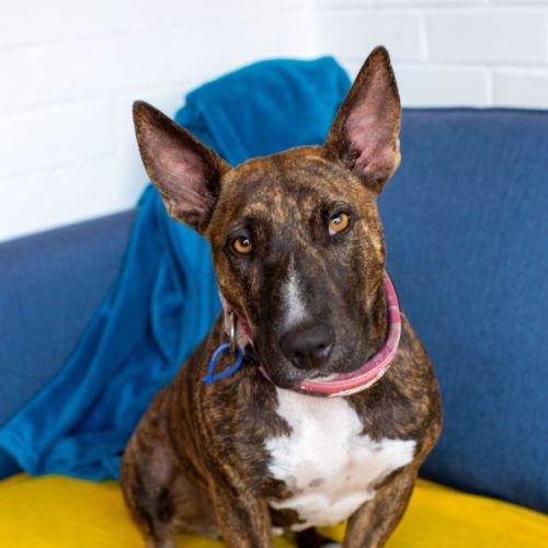 Pepper - 2 Year Old Staffy X