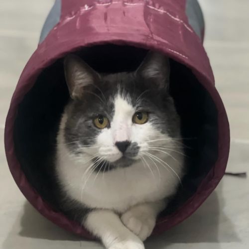 No photo for Don   In Foster Care In Mernda