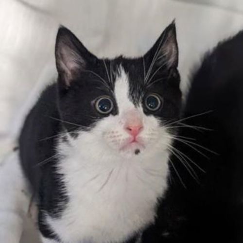 No photo for Jelly Itty Bitty Bean