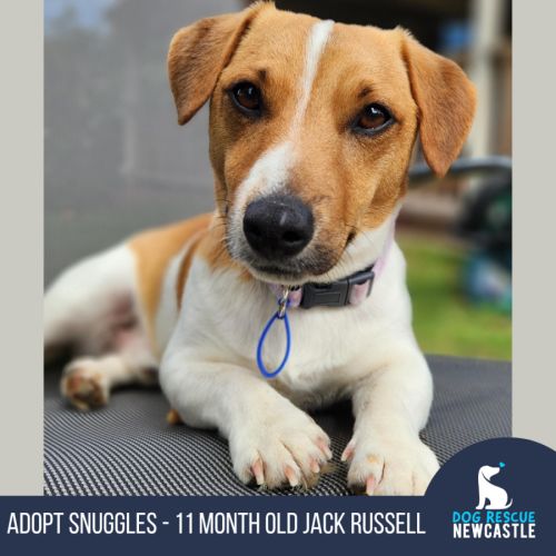 Snuggles - 11 Month Old Jack Russell 