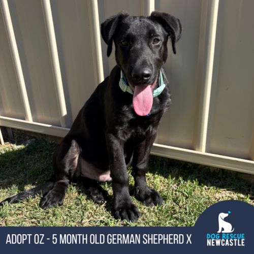 Oz - 5 Month Old German Shepherd X