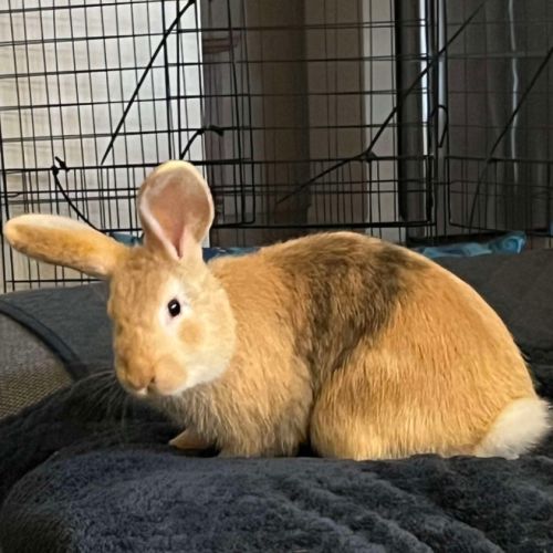 No photo for Mr Jinks