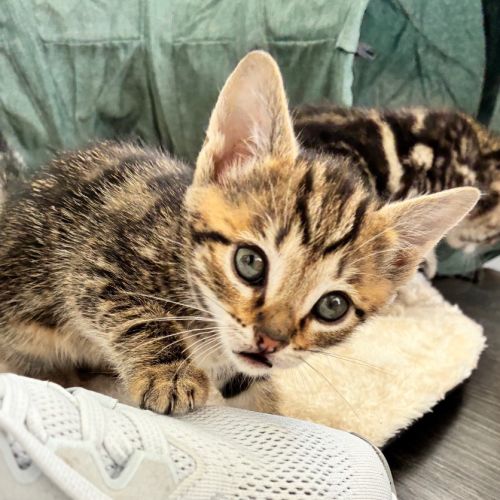 No photo for Pistachio