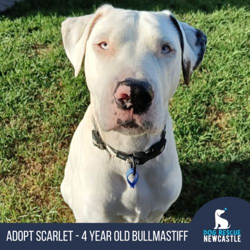 Scarlet - 4 Year Old Bullmastiff