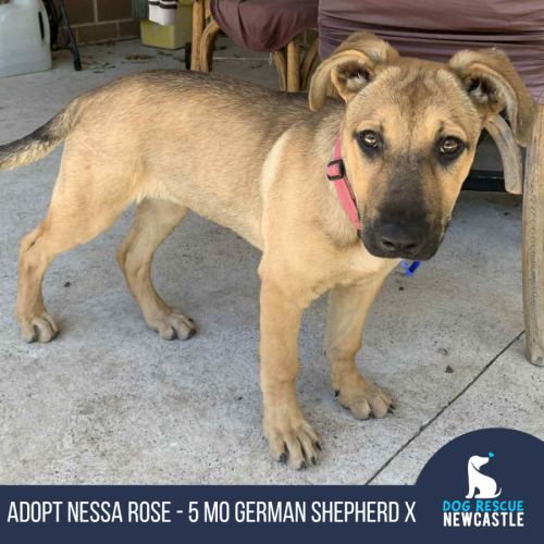 Nessa Rose - 5 Month Old German Shepherd X