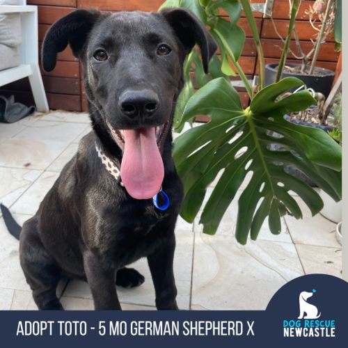 Toto - 5 Month Old German Shepherd X