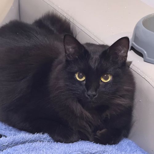 No photo for Sammy 🩵