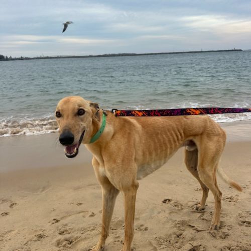 No photo for Nikoli   6 Year Old Greyhound