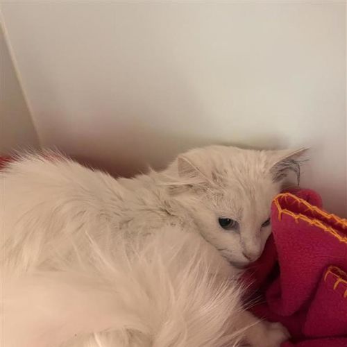 Apollo