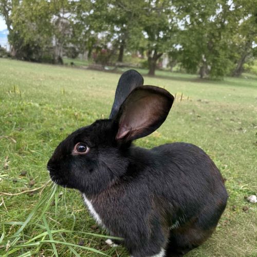 No photo for Theodore